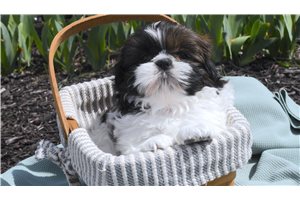 Kenneth - Shih Tzu for sale