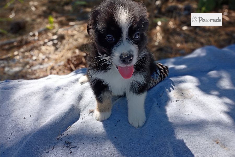 Waylon, male Australian Shepherd puppy for sale