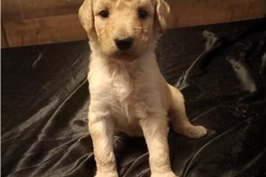Pearl - Aussiedoodle for sale