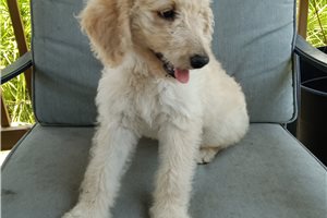 Pearl - Aussiedoodle for sale