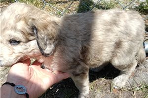 Gannon - puppy for sale
