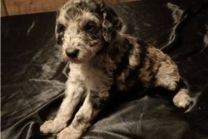 Bailee - Aussiedoodle for sale
