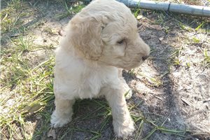 Rebel - puppy for sale