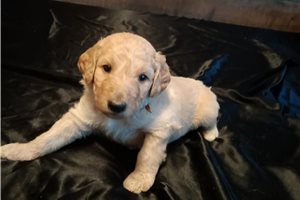 Orion - Aussiedoodle for sale