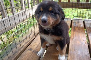 Willow - Australian Shepherd for sale