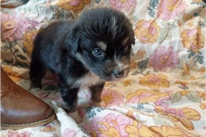 Hank - Australian Shepherd for sale