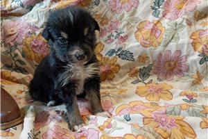 Dolly - Australian Shepherd for sale