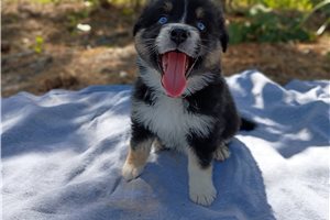 Loretta - Australian Shepherd for sale