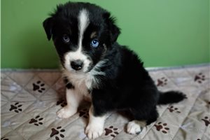 June - Australian Shepherd for sale