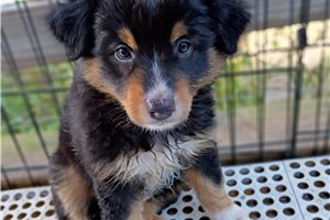 Willow - Australian Shepherd for sale