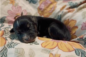Dolly - Australian Shepherd for sale