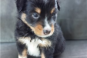 Willow - Australian Shepherd for sale