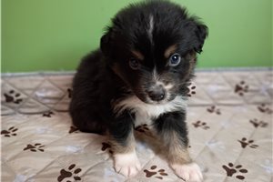 Hank - Australian Shepherd for sale
