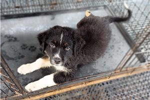 Sterling - Australian Shepherd for sale