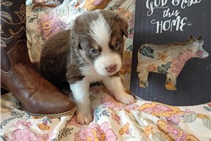 Jolene, a Australian Shepherd placed with a Pawrade family