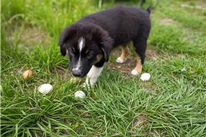 Flint - Australian Shepherd for sale
