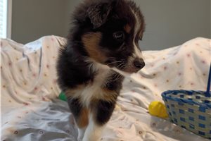 Opal - Australian Shepherd for sale