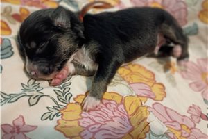 Hank - Australian Shepherd for sale