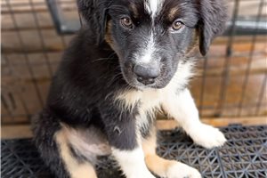 Flint - Australian Shepherd for sale