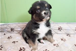 Dolly - Australian Shepherd for sale