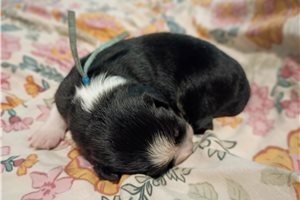 Johnny - Australian Shepherd for sale