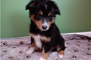 Willow - Australian Shepherd for sale