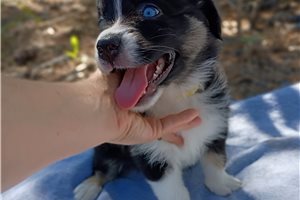 June - Australian Shepherd for sale