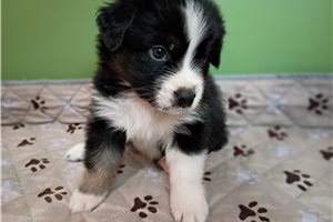 Waylon - Australian Shepherd for sale