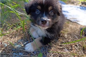Hank - Australian Shepherd for sale