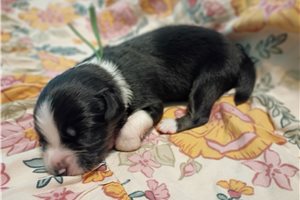 Waylon - Australian Shepherd for sale