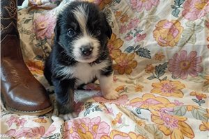 Waylon - Australian Shepherd for sale