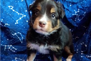 Willow - Australian Shepherd for sale