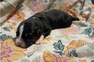 June - Australian Shepherd for sale