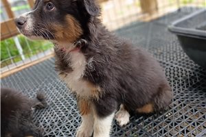 Opal - Australian Shepherd for sale
