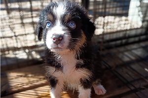 Johnny - Australian Shepherd for sale