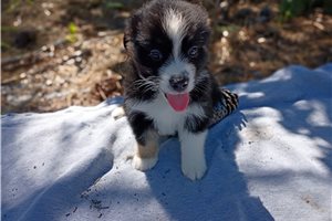Waylon, a Australian Shepherd puppy