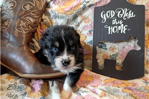 Loretta - Australian Shepherd for sale
