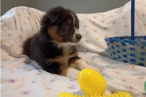 Sterling - Australian Shepherd for sale