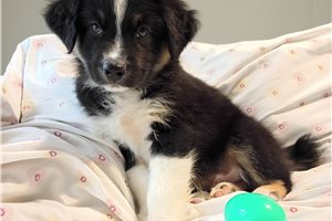 Flint - puppy for sale