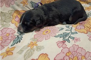 Loretta - Australian Shepherd for sale
