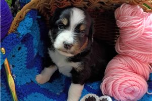 Lark, a Australian Shepherd placed with a Pawrade family