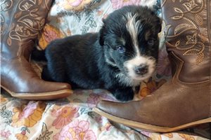 June - Australian Shepherd for sale