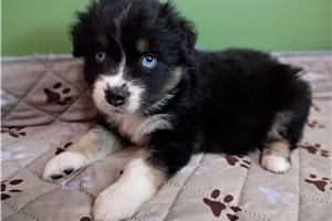Loretta - Australian Shepherd for sale