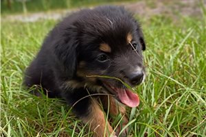Star - Miniature Australian Shepherd for sale
