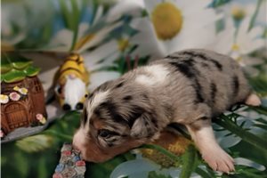 Liberty - puppy for sale