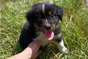 Stripe - Miniature Australian Shepherd for sale