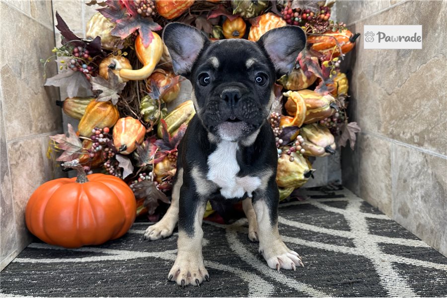 Debby - French Bulldog for sale