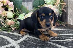Lancelot - puppy for sale