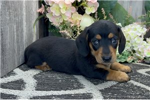Laney - Dachshund, Tweenie for sale