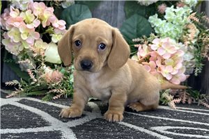 Lana - puppy for sale